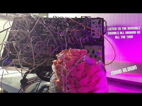 Five Minutes of Pink Oyster Mushroom Playing Modular Synthesizer #mushroom #mushroommusic #mycology