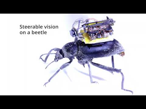Wireless Steerable Vision for Live Insects and Insect-scale Robots