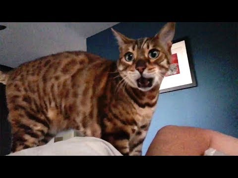 Autotuned Cat [the original]