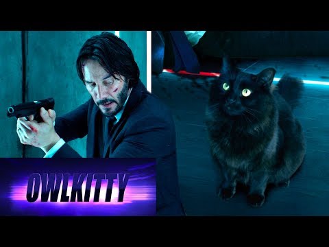 When your cat is a trained assassin (John Wick)