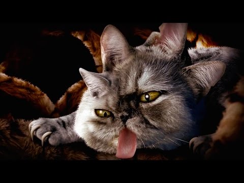 Run The Jewels - Meowpurrdy (from the Meow The Jewels album)