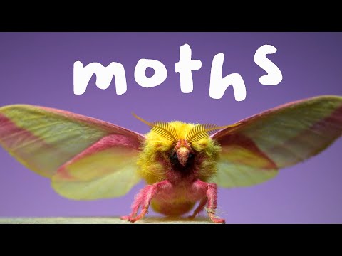 7 Spectacular Moths in Slow Motion!