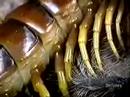 giant centipede vs tarantula