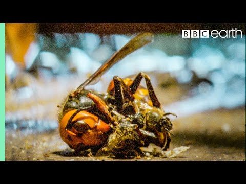 Bees Kill A Giant Hornet With Heat | Buddha Bees and The Giant Hornet Queen | BBC Earth