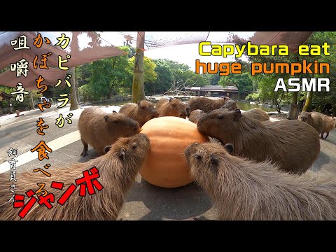 カピバラがジャンボかぼちゃを食べる咀嚼音 Capybara eat huge pumpkin ASMR
