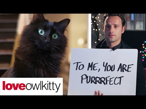 Love Actually but with a cat (OwlKitty Parody)
