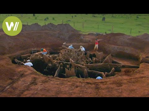 Secret Megalopolis of Ants Uncovered - Truly a Wonder of the World !
