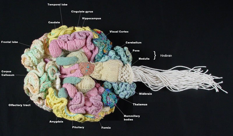 Knitted Brain ?