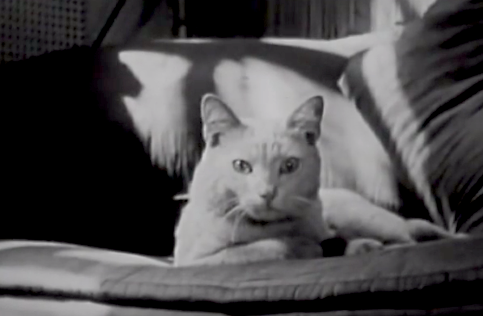 The Private Life of a Cat: Katzenvideo aus dem Jahr 1947