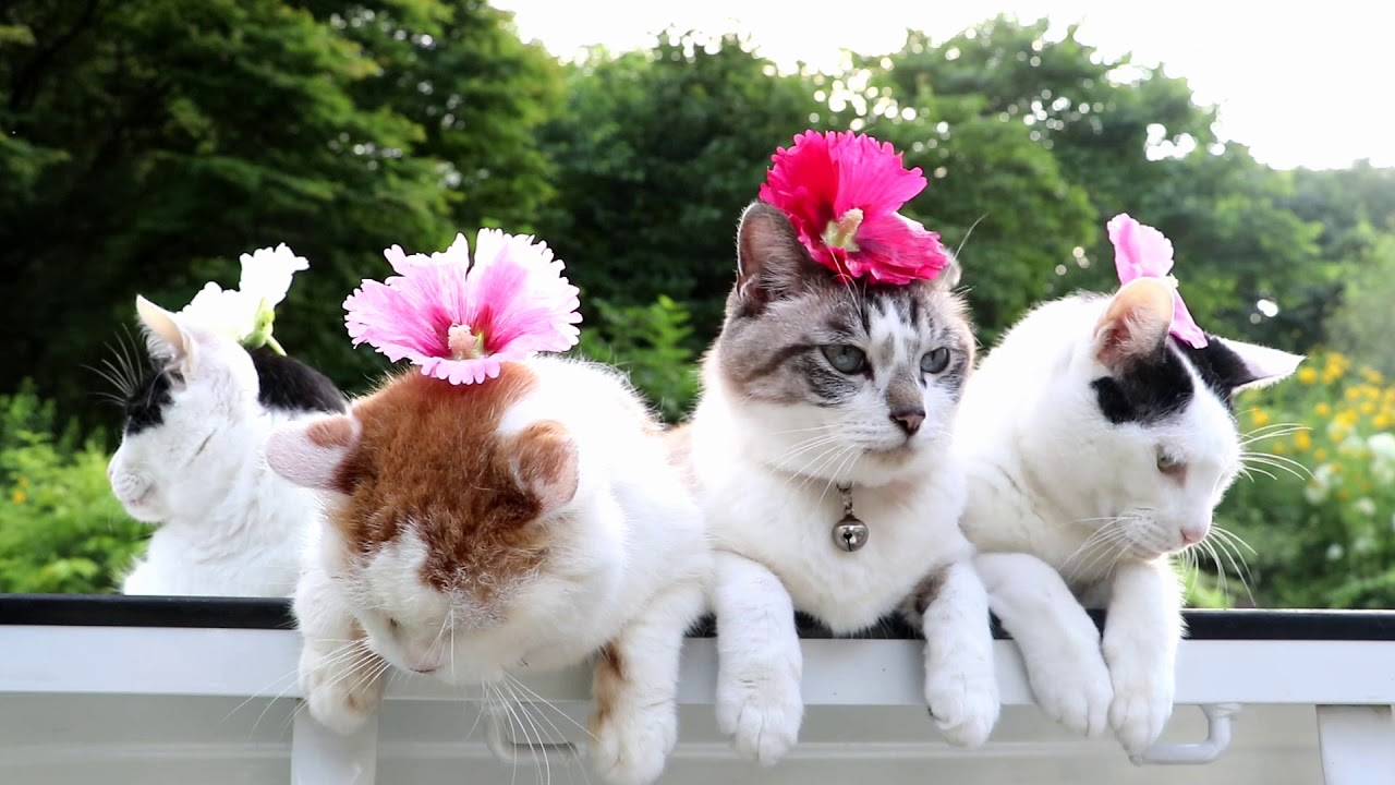 Four Cats with Flower Heads
