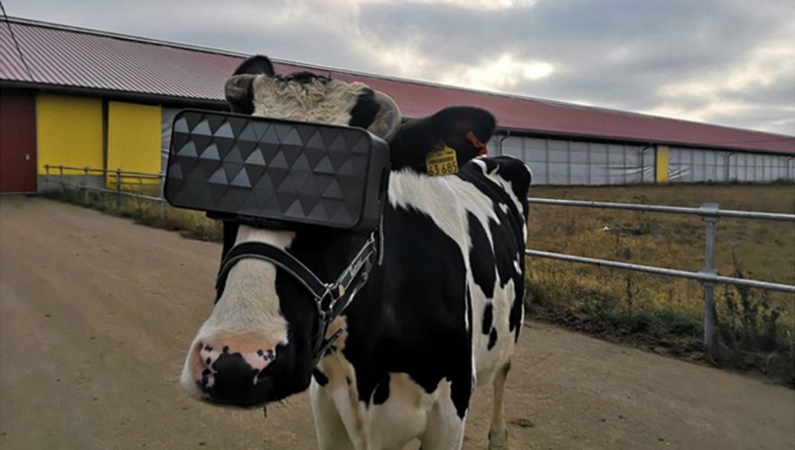 Cows with VR-Headsets