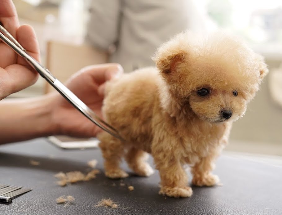 The Cute Side of Puppy Grooming