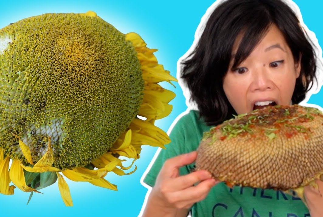 ?How to Eat a SUNFLOWER HEAD