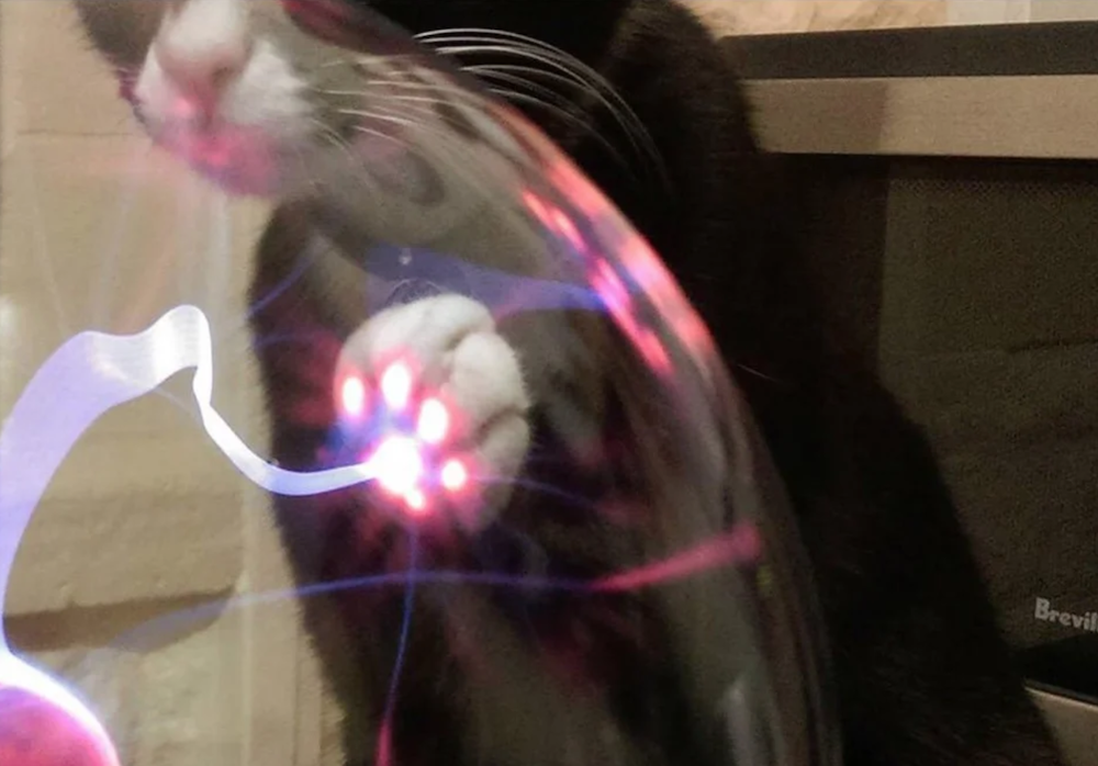 This is what happens when a cat touches a plasma ball