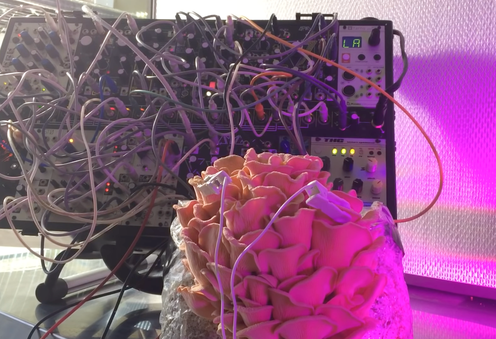 Mushroom plays Modular Synthesizer