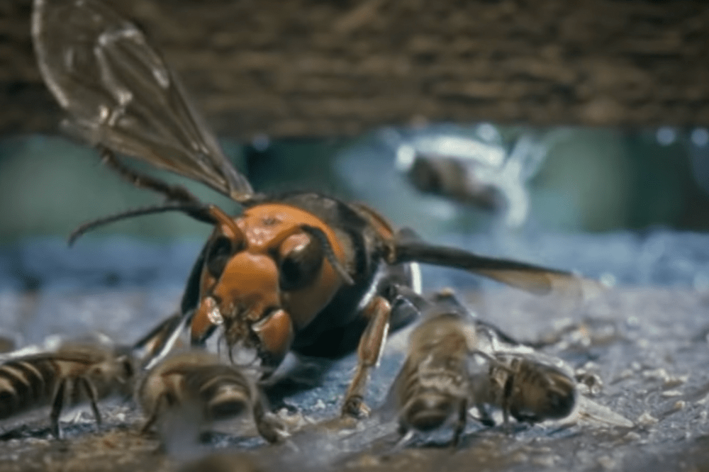 Japanese Honey Bees Kill Giant Hornet Scout by Roasting