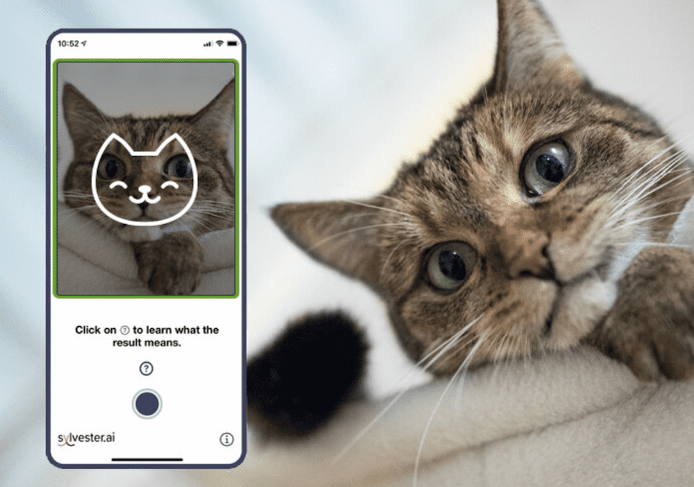 App to Determine How a Cat Is Feeling