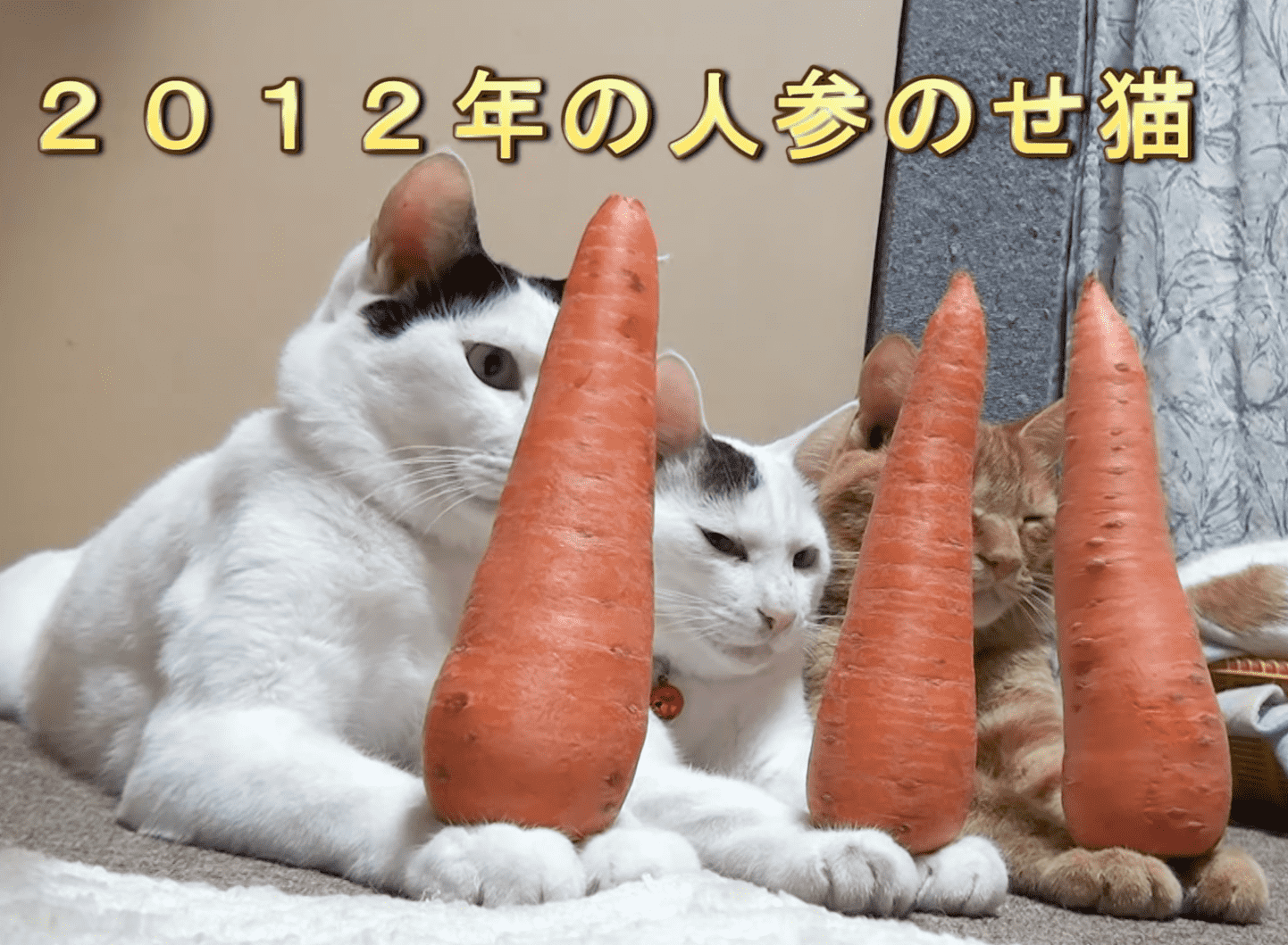 Cats with Carrots 😺🥕