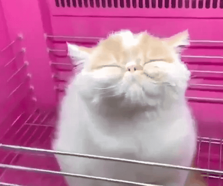 This Cat Blow Dryer