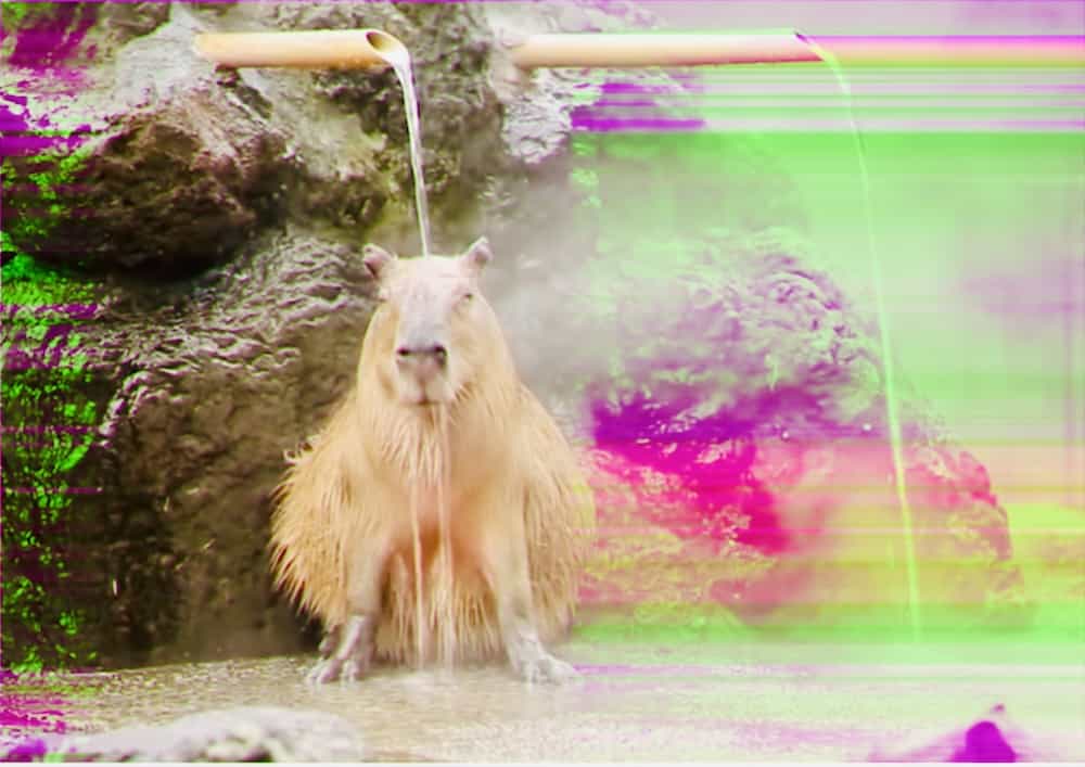 1 hour relax with capybaras and vaporwave