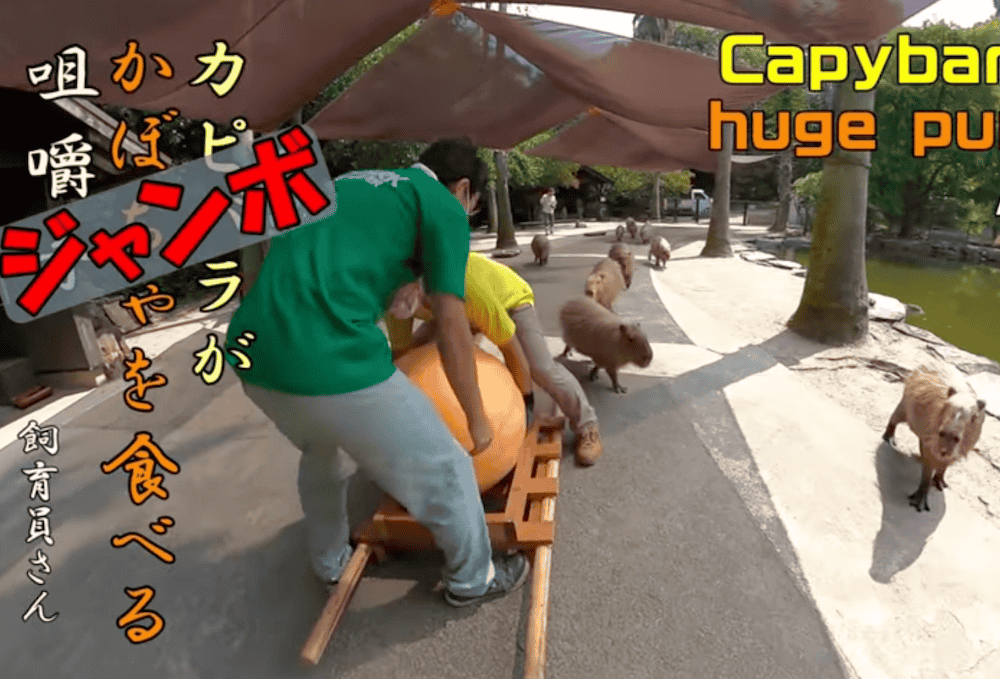 Capybara eat huge pumpkin (ASMR)